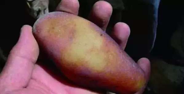 漲知識，玉也能騙人！照玉手電筒照出真相